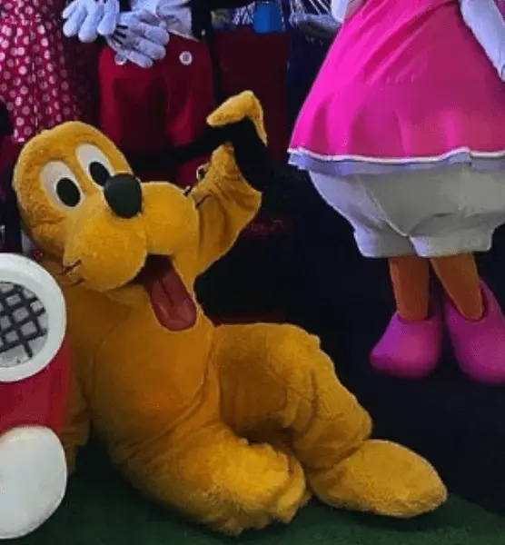 yellow dog